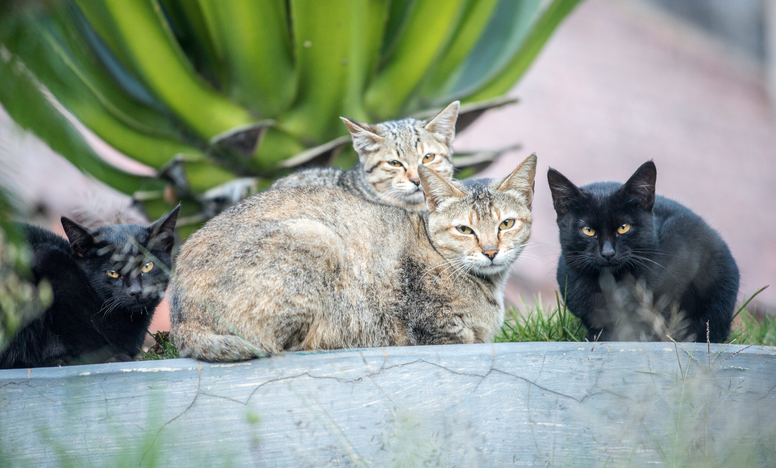 TipsyKitty-Homepage-BenefitsCommunities