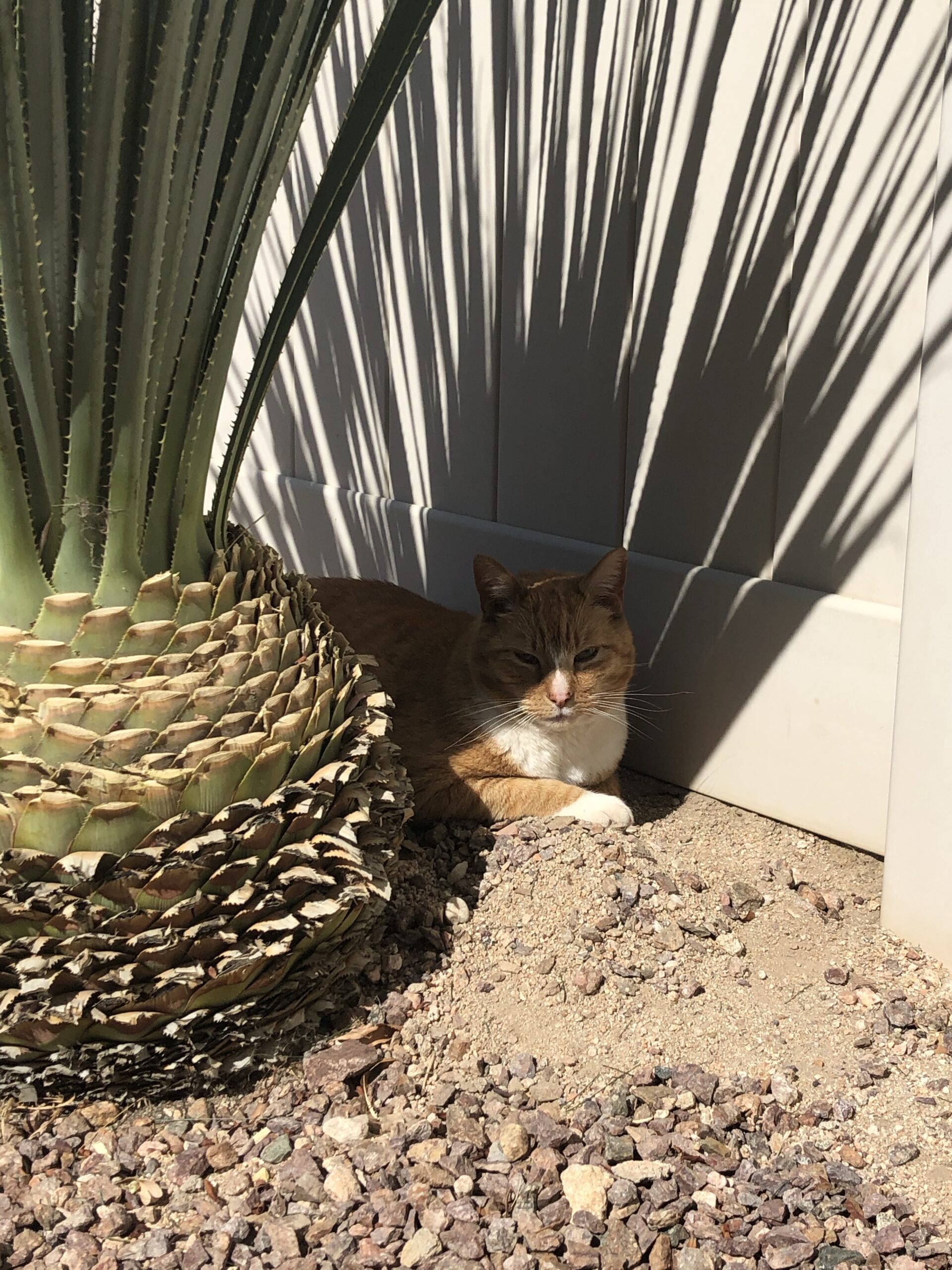 TipsyKitty-Homepage-ImprovesCatHealth