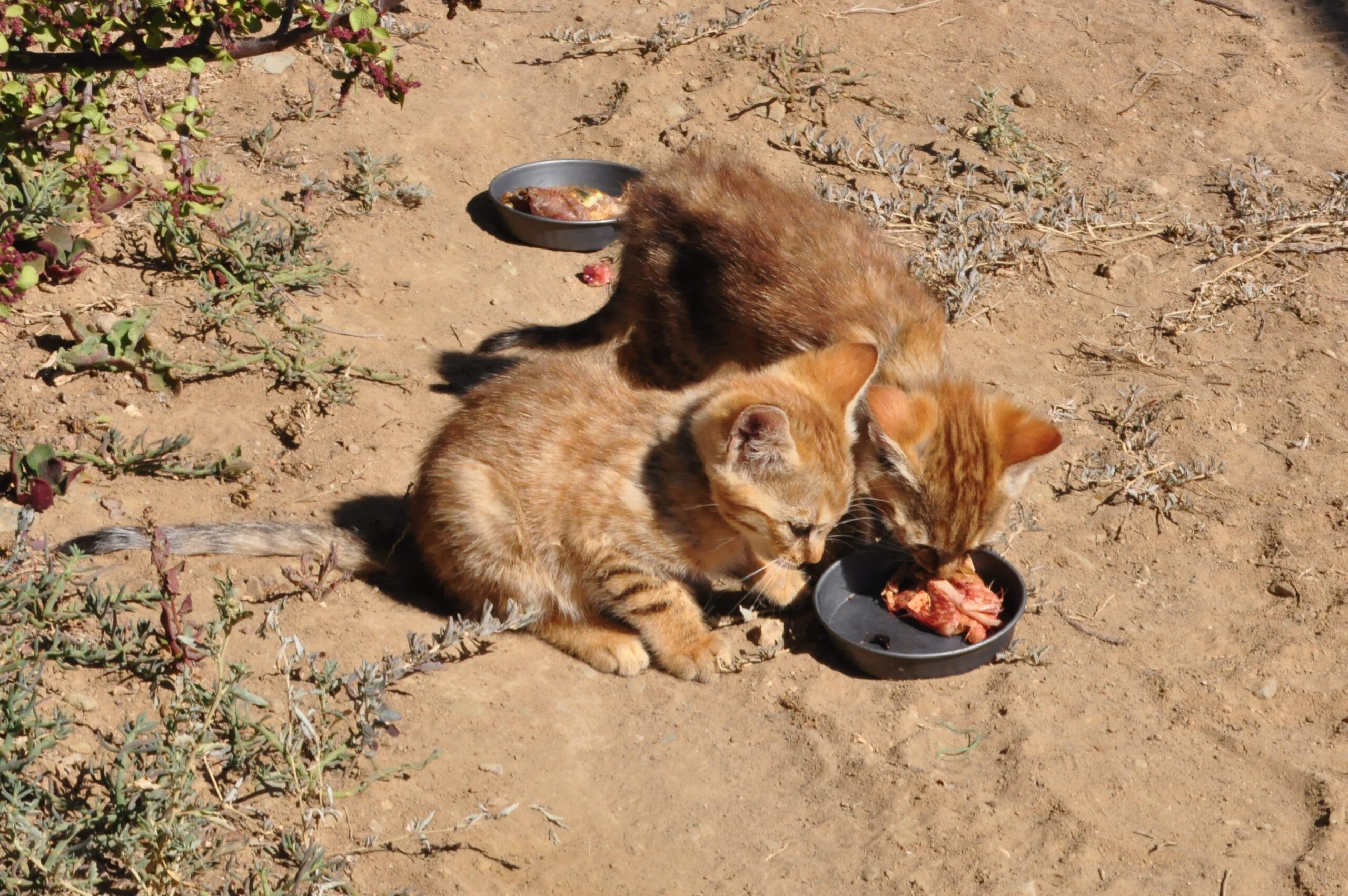 TipsyKitty-Homepage-SavesLives