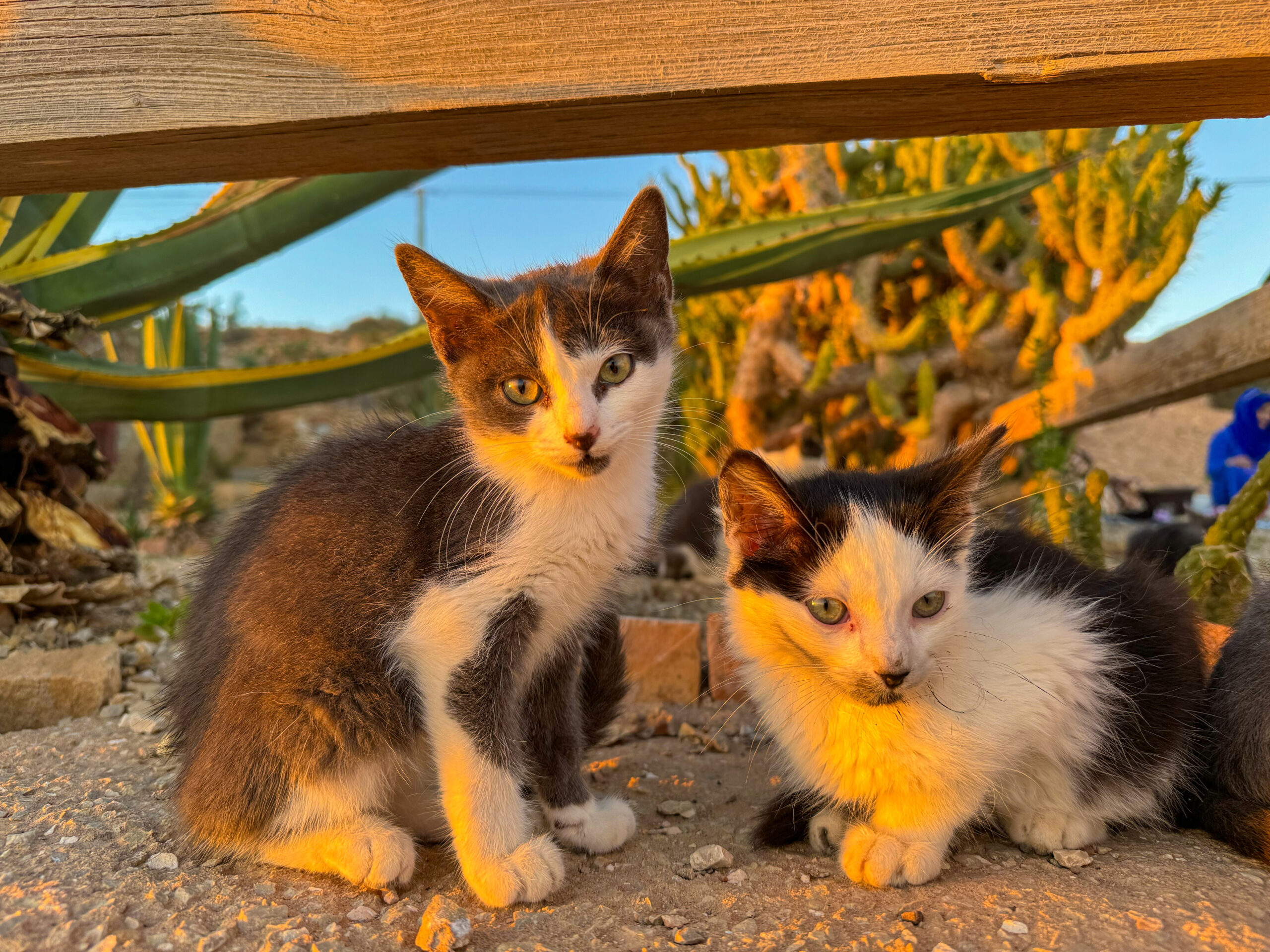 TipsyKitty-Homepage-StabilizesCatPopulations